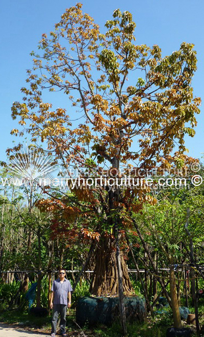 Ficus altissima  ( 3 feet trunk dia _6 – 8 m)